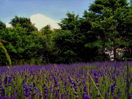 Lavander field - nature, lavander