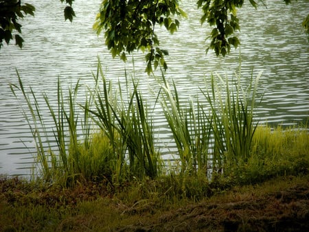 Morning glow - plants, rivers