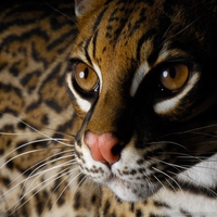 The Ocelot