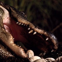 Alligator Adjusting Its Eggs