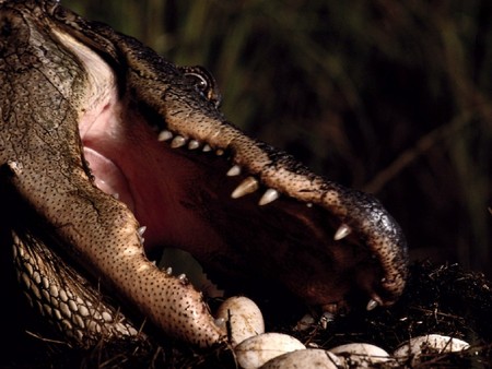 Alligator Adjusting Its Eggs - eggs, alligator