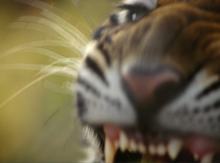 EXTREAM CLOSE-UP - closeup, tiger