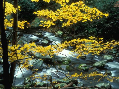 Somewhere in Tennessee - river, stream, yellow, autumn