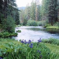 National forest - Oregon