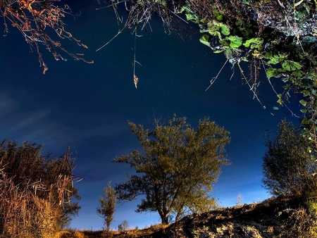 blue sky - sky, trees, blue