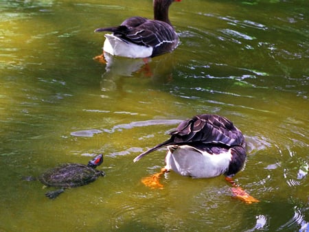 friendly swim - ducks, turtle