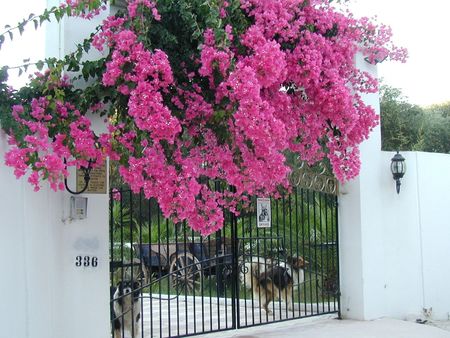 	Gate with Bougainvillea - gate, bougainvillea