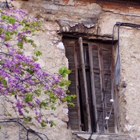 	Spring Blossoms and Decay