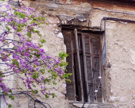 	Spring Blossoms and Decay - blossoms, decay, spring