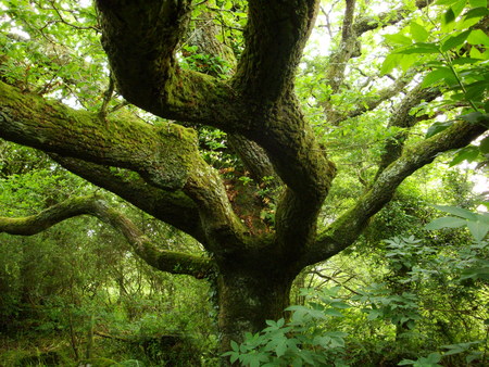 The Old Oak Tree - oak, woods, forest, countryside, tree