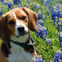 Beagle