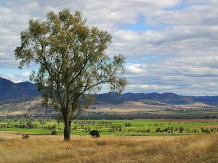 The emerald patch - nature, trees