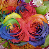 Rainbow roses