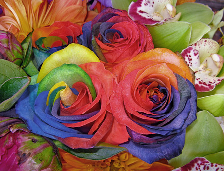 Rainbow roses - 3d, roses