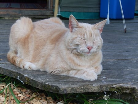 pussy - furry, hairy, ginger, cat