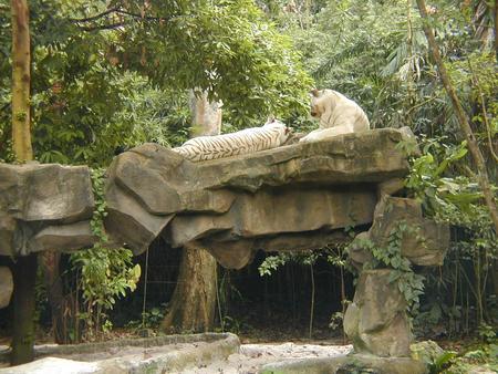 from a zoo - native trees, large rocks, whitetigers