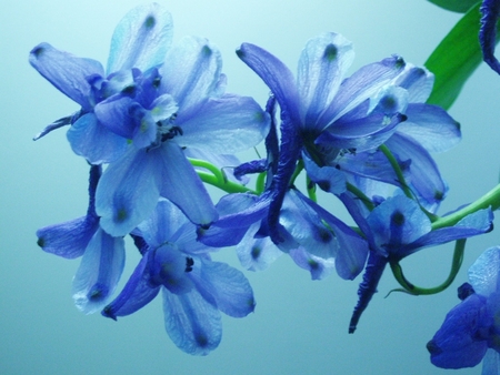 Blue Flowers - flowers, nature