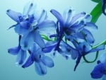 Blue Flowers