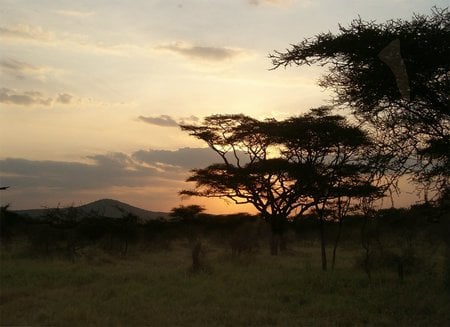 Amazing serengeti national park - sunset, evening