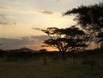 Amazing serengeti national park