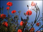 California Poppies