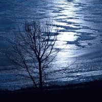 	Lone Tree Silhouette