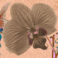 Orchid Fantasy