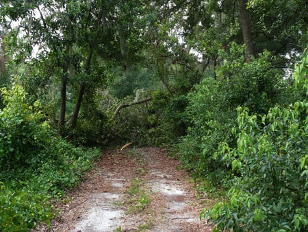 End of the road - nature, roads