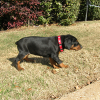 Puppy Rottie