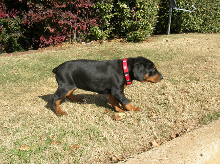 Puppy Rottie - rottweilers, dogs, animals