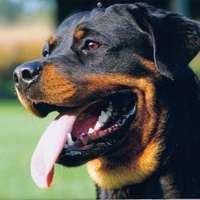 Happy Rottweiler