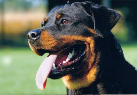 Happy Rottweiler - rottweilers, dogs, animals