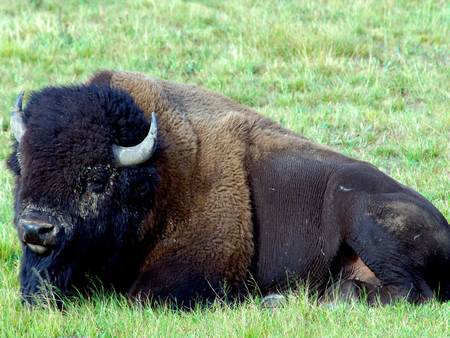 ani bull - animal, forest