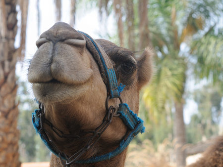 camel - animal, cute