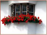 	reddish window