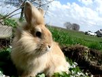 cute rabbit