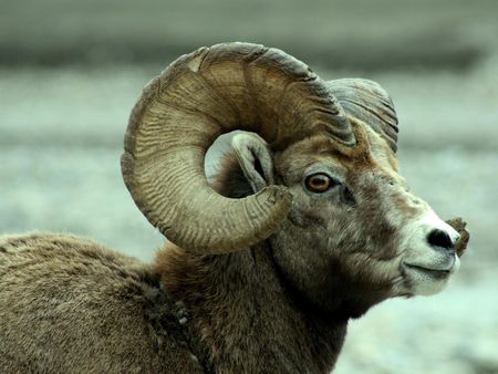 long horn from head - forest, animal