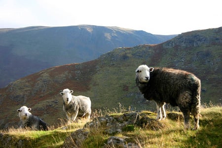 Flock of sheep - animal, forest