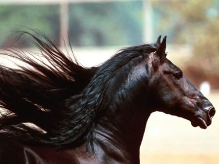 Horses - horses, black, animals