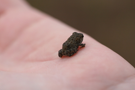 In God's Hand  - god, toad, brown, hand