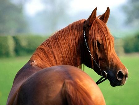 horse - animal, brown, horse, zoo