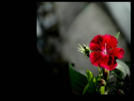 Red flower - flowers, red