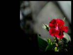 Red flower