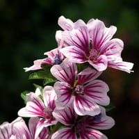 Pink flowers