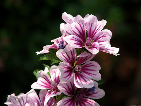 Pink flowers - flowers, pink