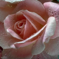 Pink and White Rose F1