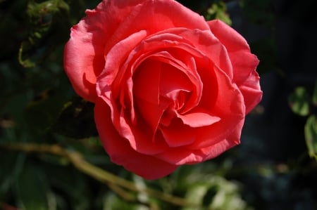 rose - rose, belle, rouge, tres