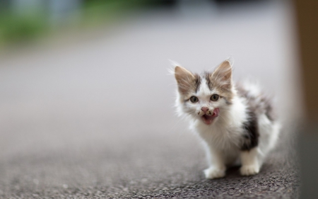 Sweet Kitty - kitten, cute, tongue, licking, cat