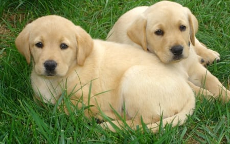 Labradors - pretty, beautiful, puppies, lovely, playful dog, sweet, playful, dogs, cute, face, puppy, animals