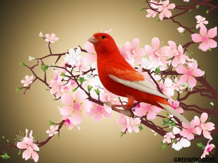 CANARY - blossoms, canary, bird, red